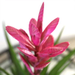 5-Inch Bromeliad In Decorative Pot -Fruit Tree Shop Pink Bromiliad 2 e1dd7faf b9f8 429e 84d5 7ce3076db5e3