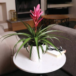 5-Inch Bromeliad In Decorative Pot -Fruit Tree Shop Pink Bromiliad 4