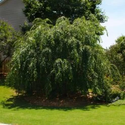Pink Weeping Cherry Tree -Fruit Tree Shop Pink Double Weeping Cherry 2
