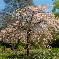 Pink Weeping Cherry Tree -Fruit Tree Shop Pink Double Weeping Cherry 6 FGT
