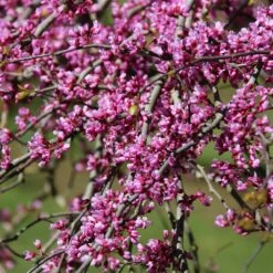 Pink Heartbreaker Redbud Tree -Fruit Tree Shop Pink Heartbreaker Redbud 1