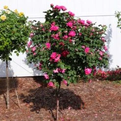Pink Knock Out® Rose Tree 7 Pink Knock Out® Rose Tree -Fruit Tree Shop Pink Knockout Rose Tree 2