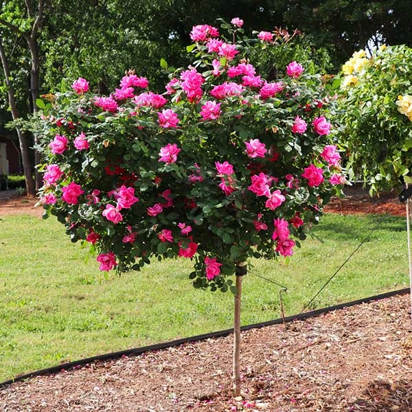 Pink Knock Out® Rose Tree 1 Pink Knock Out® Rose Tree