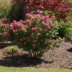 Double Pink Knock Out® Rose 9 Double Pink Knock Out® Rose -Fruit Tree Shop Pink Knockout Shrub 3
