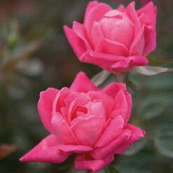 Double Pink Knock Out® Rose 7 Double Pink Knock Out® Rose -Fruit Tree Shop Pink Knockout Shrub 4 FGT