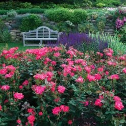 Double Pink Knock Out® Rose 8 Double Pink Knock Out® Rose -Fruit Tree Shop Pink Knockout Shrub 6