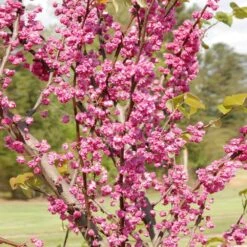 'Pink Pom Poms' Redbud Tree -Fruit Tree Shop Pink Pom Pom Redbud 2