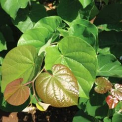 'Pink Pom Poms' Redbud Tree -Fruit Tree Shop Pink Pom Pom Redbud 4