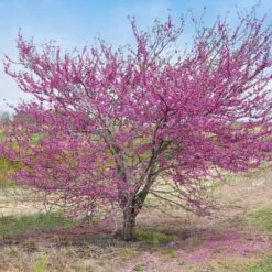 'Pink Pom Poms' Redbud Tree -Fruit Tree Shop Pink Pom Pom Redbud 5