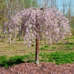 Pink Snow Showers™ Weeping Cherry Tree -Fruit Tree Shop Pink Snow Showers Flowering Chery 1