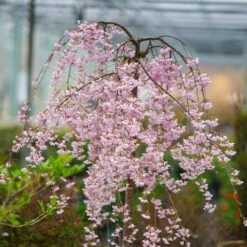 Pink Snow Showers™ Weeping Cherry Tree -Fruit Tree Shop Pink Snow Showers Flowering Chery 2