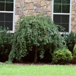 Pink Snow Showers™ Weeping Cherry Tree -Fruit Tree Shop Pink Snow Showers Flowering Chery 4
