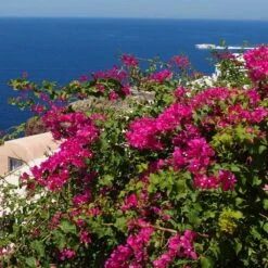 Pink Pixie Bougainvillea -Fruit Tree Shop Pixie Pink BOugainv illea FGT 3