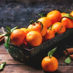 Pixie Mandarin Tree -Fruit Tree Shop Pixie Mandarin Tree 3