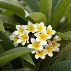 Plumeria -Fruit Tree Shop Plumeria white