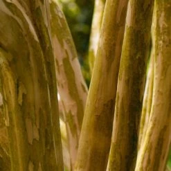 Pink Velour Crape Myrtle 13 Pink Velour Crape Myrtle -Fruit Tree Shop Pnk Velour Crape Myrtle