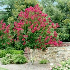 Pink Velour Crape Myrtle 11 Pink Velour Crape Myrtle -Fruit Tree Shop Pnk Velour Crape Myrtle 4 FGT
