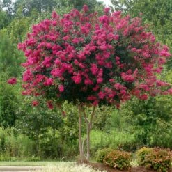 Pink Velour Crape Myrtle 9 Pink Velour Crape Myrtle -Fruit Tree Shop Pnk Velour Crape Myrtle 5 FGT