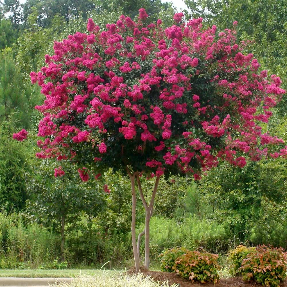 Pink Velour Crape Myrtle 3 Pink Velour Crape Myrtle - Image 3