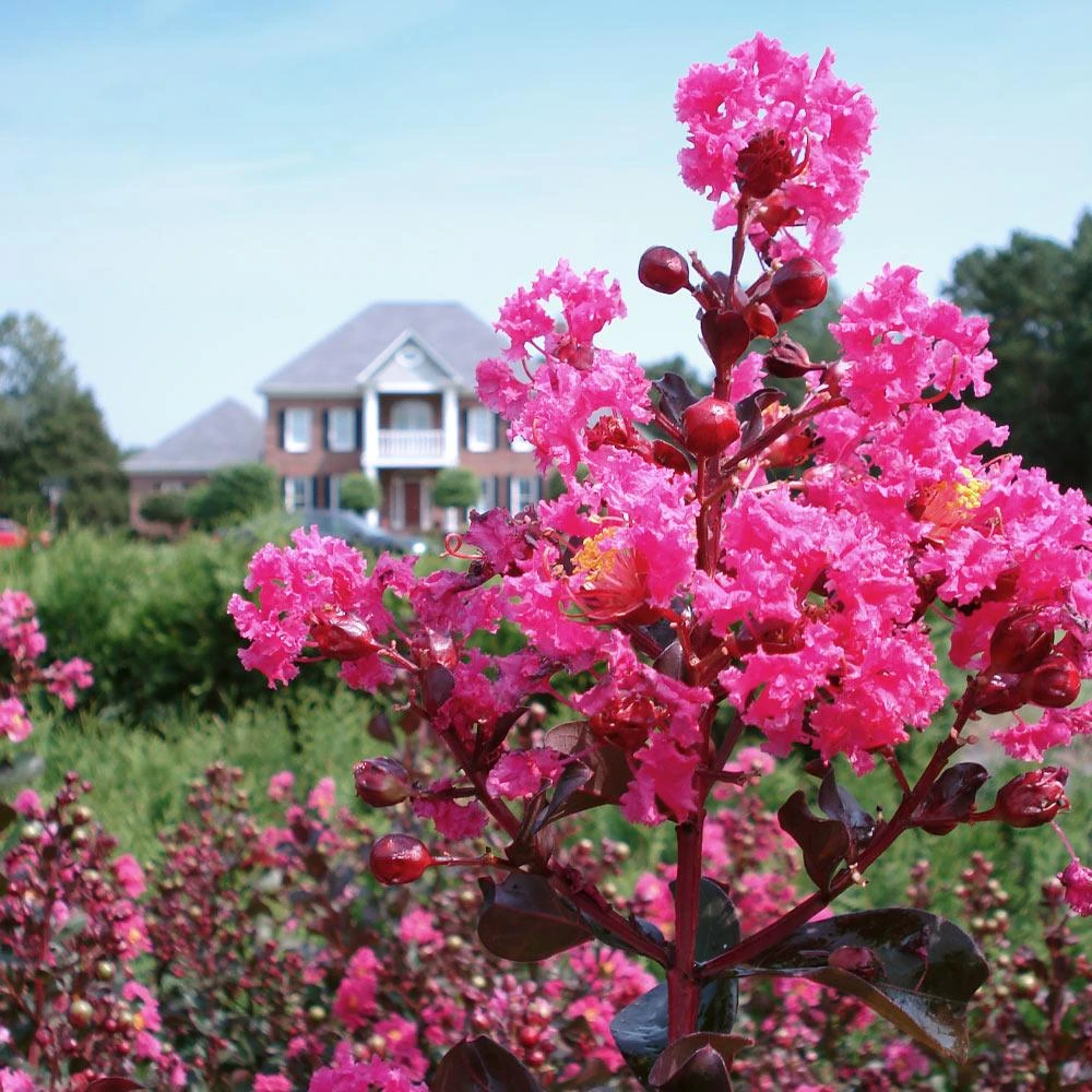 Pink Velour Crape Myrtle 4 Pink Velour Crape Myrtle - Image 4