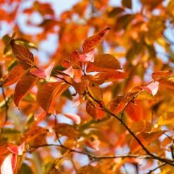 Pink Velour Crape Myrtle 12 Pink Velour Crape Myrtle -Fruit Tree Shop Pnk Velour Crape Myrtle 8