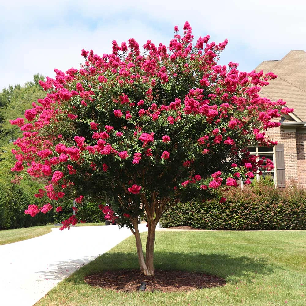 Pink Velour Crape Myrtle 2 Pink Velour Crape Myrtle - Image 2
