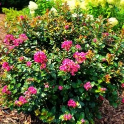 Pocomoke Crape Myrtle -Fruit Tree Shop Pocomoke Crape myrtle 2
