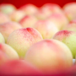 Polly Peach Tree 5 Polly Peach Tree -Fruit Tree Shop Polly Peach 2