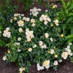 Popcorn Drift® Rose -Fruit Tree Shop Popcorn Drift Rose 3