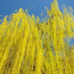 Prairie Cascade Weeping Willow -Fruit Tree Shop Prarie Cascade Willow 3 FGT