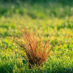 Prairie Fire Sedge -Fruit Tree Shop Prarie Fire Sedge 5 FGT