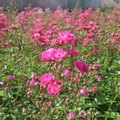 Pretty Polly® Pink Rose -Fruit Tree Shop Pretty Polly Pink