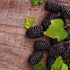 Prime Ark Freedom Blackberry - USDA Organic -Fruit Tree Shop Prime Ark Freedom Blackberries 450w d5286eb3 bcc5 4d9f baed f30b1d6d3dee