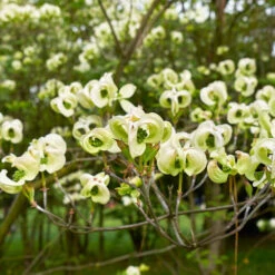 Mexican Flowering Dogwood Tree -Fruit Tree Shop Pringle Mexican Dogwood 1