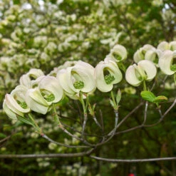 Mexican Flowering Dogwood Tree -Fruit Tree Shop Pringle Mexican Dogwood 2