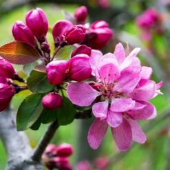 Profusion Crabapple Tree -Fruit Tree Shop Profussion Crabapple 3 FGT