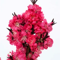 Ruby Ruffle™ Patio Peach Tree -Fruit Tree Shop Prunus RubyRuffles 2