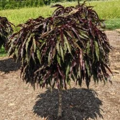 Ruby Ruffle™ Patio Peach Tree -Fruit Tree Shop Prunus RubyRuffles 3