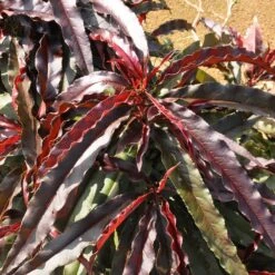 Ruby Ruffle™ Patio Peach Tree -Fruit Tree Shop Prunus RubyRuffles 6