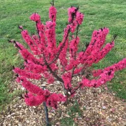 Ruby Ruffle™ Patio Peach Tree -Fruit Tree Shop Prunus RubyRuffles 7