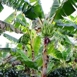 Puerto Rican Plantain Banana Tree -Fruit Tree Shop Puerto Rican Plantain Banana Tree 10