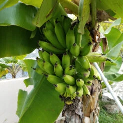 New Arrival -Fruit Tree Shop Puerto Rican Plantain Banana Tree 4