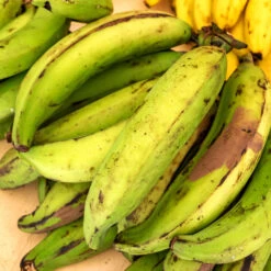 Puerto Rican Plantain Banana Tree -Fruit Tree Shop Puerto Rican Plantain Banana Tree 7