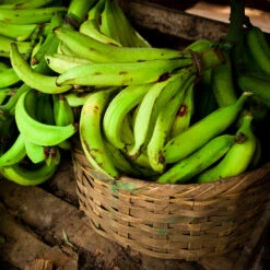 Puerto Rican Plantain Banana Tree -Fruit Tree Shop Puerto Rican Plantain Banana Tree 9