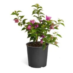 New River Purple Bougainvillea -Fruit Tree Shop Purple Bougainvillea 6inch
