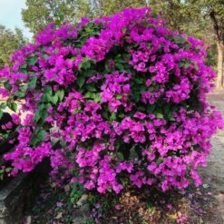 New River Purple Bougainvillea -Fruit Tree Shop Purple Bougainvillea New River 11