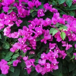 New River Purple Bougainvillea -Fruit Tree Shop Purple Bougainvillea New River 12 FGT