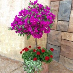 New River Purple Bougainvillea -Fruit Tree Shop Purple Bougainvillea New River 1 FGT