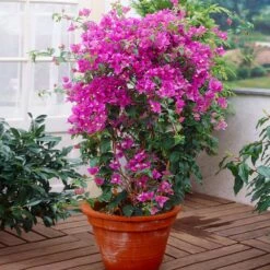 New River Purple Bougainvillea -Fruit Tree Shop Purple Bougainvillea New River 2