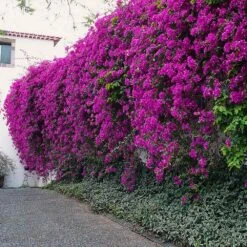 New River Purple Bougainvillea -Fruit Tree Shop Purple Bougainvillea New River 7 FGT